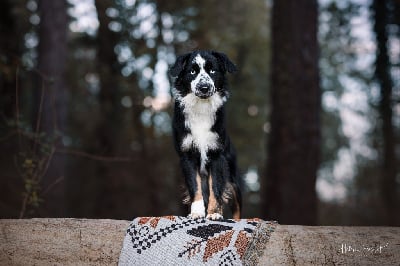 Étalon Berger Américain Miniature - Vanoa very all blacks De La Tribu Des Minis Indiens