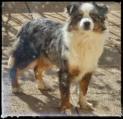 Étalon Berger Américain Miniature - Un petit bijou fendie Du Diamant Des Neiges