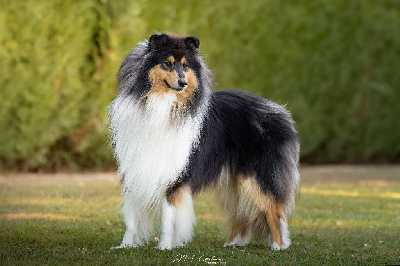 Étalon Colley à poil long - Urka diamant noir des vallées d'Atrébatie