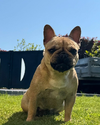 Étalon Bouledogue français - Vegas Domaine Des Boubous Des Terres Normandes