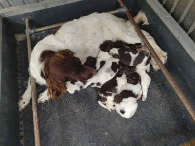 Étalon Petit Epagneul de Münster - Taya De la dent dure