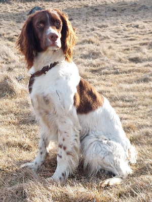 Étalon Epagneul Français - Stella du bois de rochefleurs