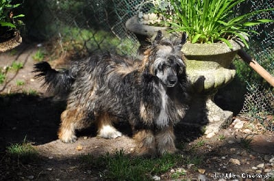 Étalon Chien chinois à crête - Alexandrie Little Champs