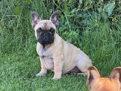 Étalon Bouledogue français - wonderbull's Lavender haze