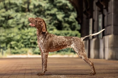 Étalon Braque allemand à poil court - Xybelle Du Pré Du Chêne Vert