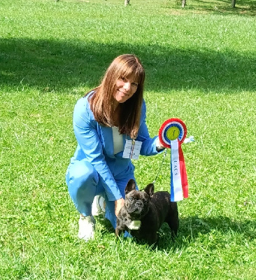 Étalon Bouledogue français - Utah des gardiens de Leana