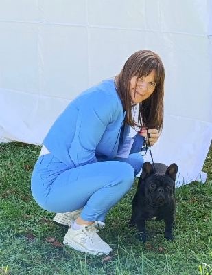 Étalon Bouledogue français - Vacqueyras des gardiens de Leana