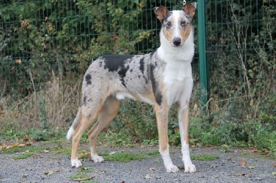 Étalon Colley à poil court - Vendange de l'amour de la Fleur d'Ecosse
