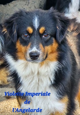 Étalon Berger Américain Miniature - Violettes imperiales de l'Angelarde