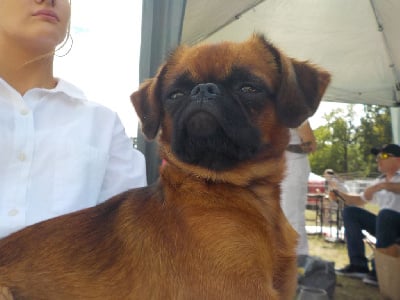 Étalon Petit Brabançon - Version originale Du Privilège De Darwin