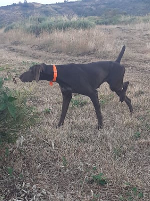 Étalon Braque allemand à poil court - TR. Soline du Bois Feuraz