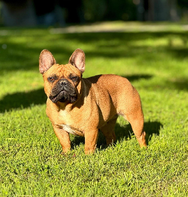 Étalon Bouledogue français - CH. Tia des gardiens de Leana