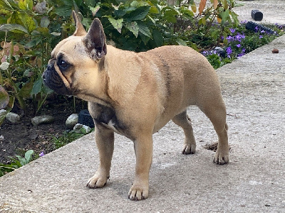 Étalon Bouledogue français - Narcisse du square du p'tit quinquin