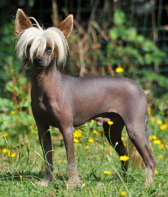 Étalon Chien chinois à crête - CH. Saigon queen malverne