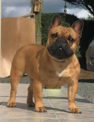 Étalon Bouledogue français - Noreen pen duick Des Trois Elfes Du Bois D'Amour