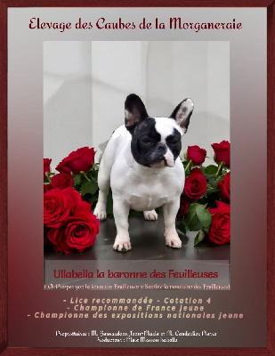 Étalon Bouledogue français - CH. Ullabella la baronne des Feuilleuses