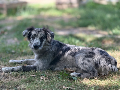 Étalon Berger des Pyrenees à face rase - Arnulf du pic d'Espade