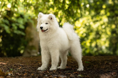 Étalon Samoyède - Prince of stars pagabo
