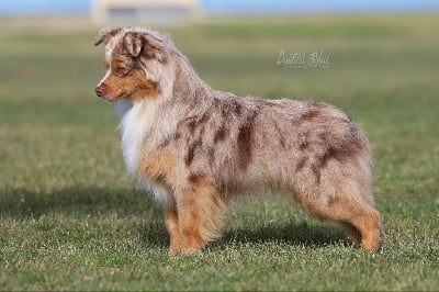 image de Camassia quamash