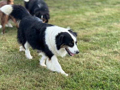 Étalon Berger Américain Miniature - Siarra Des Terres De L'Avesnois