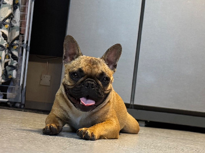 Étalon Bouledogue français - Vaiana Domaine Des Boubous Des Terres Normandes