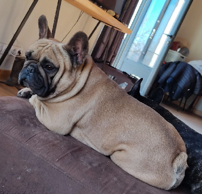 Étalon Bouledogue français - Nil (Sans Affixe)