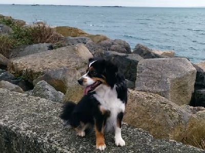 Étalon Berger Américain Miniature - Sky night (Sans Affixe)