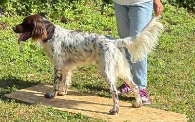 Étalon Petit Epagneul de Münster - Venum du bois de Berny