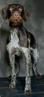 Étalon Chien d'arrêt allemand à poil dur - CH. Talba d'Edennefamily