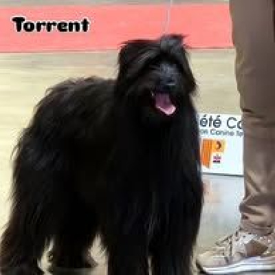 Étalon Berger des Pyrenees à poil long - Torrent DES DRAYERES