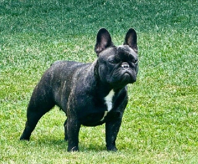 Étalon Bouledogue français - CH. Une parisienne Des Courtines De Chambray