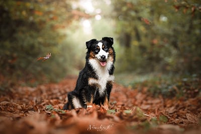 Étalon Berger Américain Miniature - Uwabelle jonelle De La Tribu Des Minis Indiens