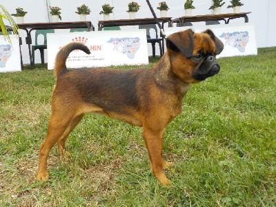 Étalon Petit Brabançon - Amazing Du Privilège De Darwin