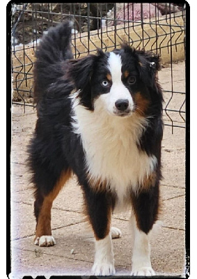 Étalon Berger Américain Miniature - Very chic valentino Mini's Red Mountain