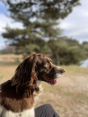 Étalon Epagneul Français - Salsa du bois de rochefleurs