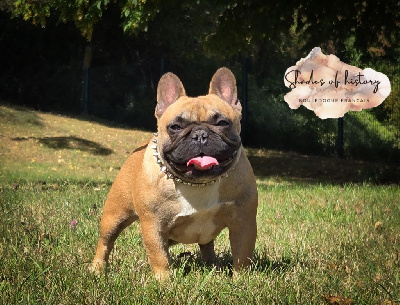 Étalon Bouledogue français - Unika (Sans Affixe)