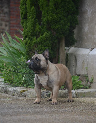 Un vicomte arrogant du Chevalier Gascon