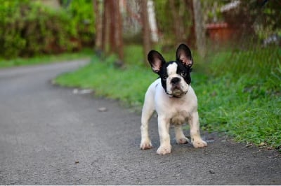 Étalon Bouledogue français - CH. Ussy Mada’s Little Angel