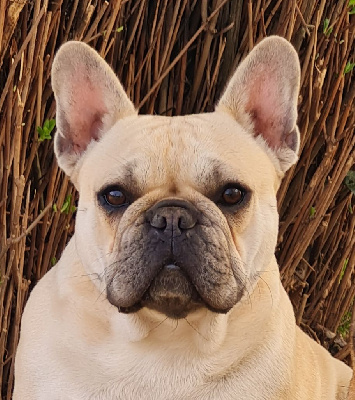Étalon Bouledogue français - Tabatha Du Dieudonne