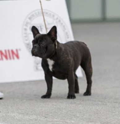 Étalon Bouledogue français - Umperiale haltesse bigoudenn Des Trois Elfes Du Bois D'Amour