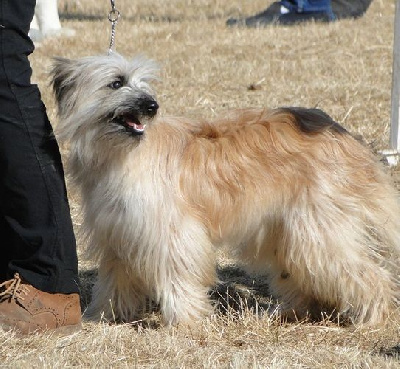 Étalon Berger des Pyrenees à poil long - Onyx du Champ D'Onix