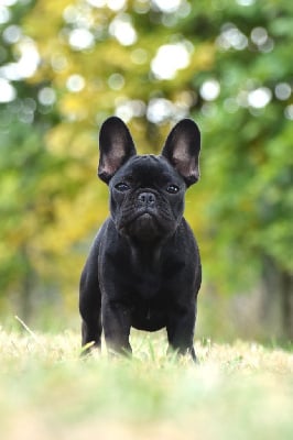 Étalon Bouledogue français - Amour psyché de l'Or Noir De Paris