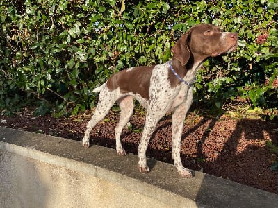 Étalon Braque français, type Pyrenees (petite taille) - Teodora des monts sapaudia