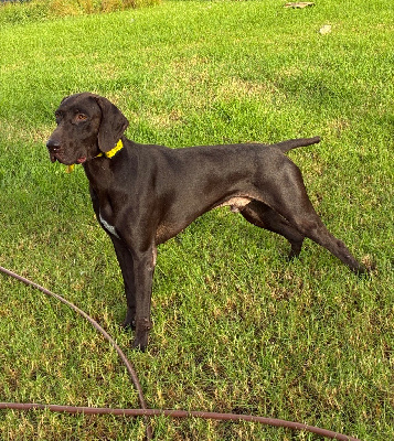 Étalon Braque allemand à poil court - Qhan vom thuringer zipfel