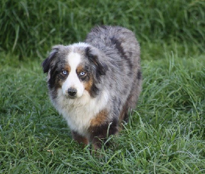 Étalon Berger Américain Miniature - Shadow du pic d'Espade