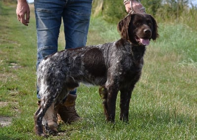 Étalon Petit Epagneul de Münster - Viago dit venom Du Mont Chauve