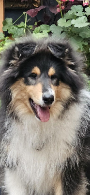 Étalon Colley à poil long - Ares Des Princes D'Ecosse