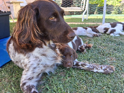 Étalon Petit Epagneul de Münster - Sheyenne De La Vallée De La Py