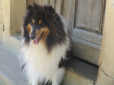 Étalon Colley à poil long - Shany du Jardin des Heliades