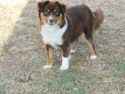 Étalon Berger Américain Miniature - Nadia mini della terra del falco